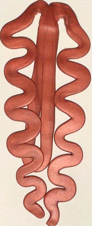 Kunststof boekenlegger